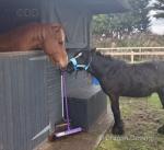 Lucky, Yearling Gelding