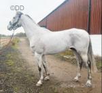 Breeze, 17hh Thoroughbred Riding Gelding