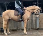 15.2hh ISH Riding Mare
