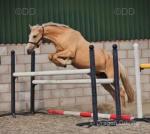 15.2hh ISH Riding Mare