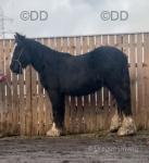 2 Year Old Shire X Colt