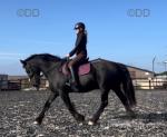 Jesse, 15.3hh Friesian x Riding Mare