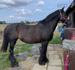 Jesse, 15.3hh Friesian x Riding Mare