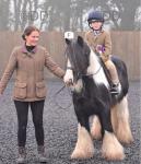 Hershel, 13hh Riding Gelding 