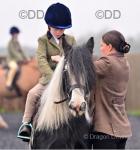 Hershel, 13hh Riding Gelding 