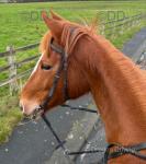 Sally, 16.2hh Thoroughbred Riding Mare