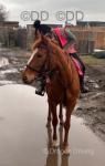 Sally, 16.2hh Thoroughbred Riding Mare