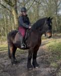 Ben, 15hh Riding Gelding 