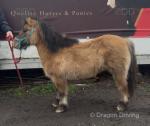 Shetland Mare in Foal 