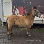 Shetland Mare in Foal 
