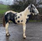 Lola, Shire x Filly Foal 