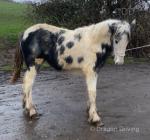 Lola, Shire x Filly Foal 