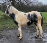 Lola, Shire x Filly Foal 