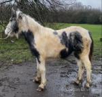 Lola, Shire x Filly Foal 