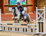 13hh WPB Riding Gelding 