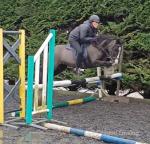 Dolly, 13hh Mare 