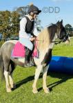 Paddy, 13hh Riding Gelding  