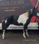 15hh Ride and Drive Gelding 