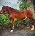 Banjo, 3 Year Old Gelding 