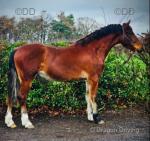 Banjo, 3 Year Old Gelding 