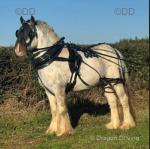 Silverstones Spalshed Prince, Yearling Colt 