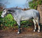 Bentley, 3 Year Old Connemara Gelding