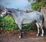 Bentley, 3 Year Old Connemara Gelding