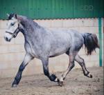 Bentley, 3 Year Old Connemara Gelding