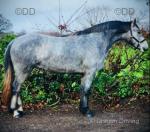 Bentley, 3 Year Old Connemara Gelding