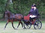 Elams Little Prince, 12hh Hackney Driving Gelding with Cart & Harness