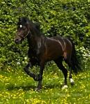 Elams Little Prince, 12hh Hackney Driving Gelding with Cart & Harness