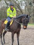 15.2hh Thoroughbred Riding Mare