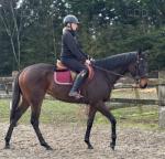 15.2hh Thoroughbred Riding Mare