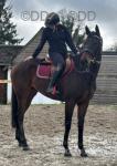 15.2hh Thoroughbred Riding Mare