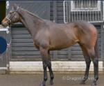 15.2hh Thoroughbred Riding Mare