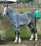 Welsh Section D Colt