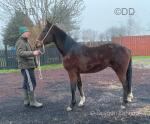 Salubrious, 2 Year Old Standardbred Gelding