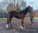 Salubrious, 2 Year Old Standardbred Gelding