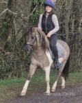 Dunkers, 11.1hh Riding Gelding
