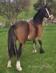 Welsh Section D Filly