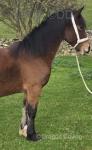 Welsh Section D Filly