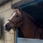 Zac, 15hh WPB Gelding 