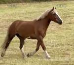 Zac, 15hh WPB Gelding 