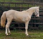 Greenmeads Thor, WPB Colt