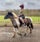 Betty, 12.2hh Dartmoor Riding Mare