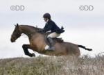 Trooper, 16.2hh Riding Gelding 