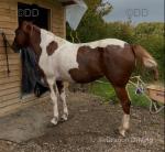 15.2hh Standardbred Mare