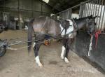 Arnold, 15hh Ride and Drive Gelding 