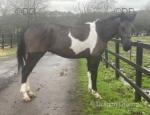 Arnold, 15hh Ride and Drive Gelding 