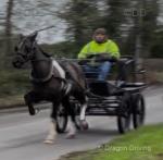 Arnold, 15hh Ride and Drive Gelding 